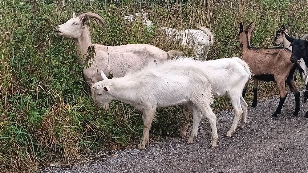 Młode  koziołki...