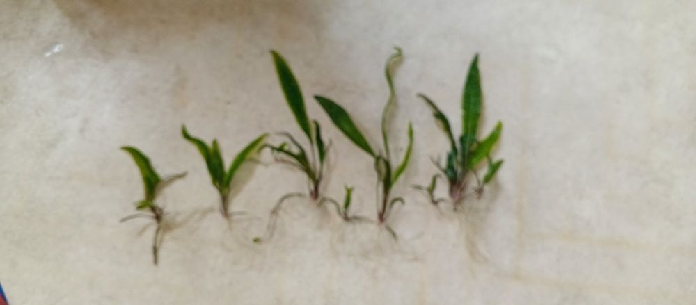 Roślina kryptokoryna karbowana