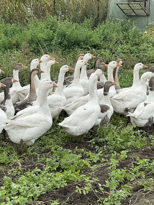 Sprzedam gęsi kołudzkie i podkarpackie