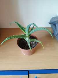 Aloes sadzonka kwiat leczniczy