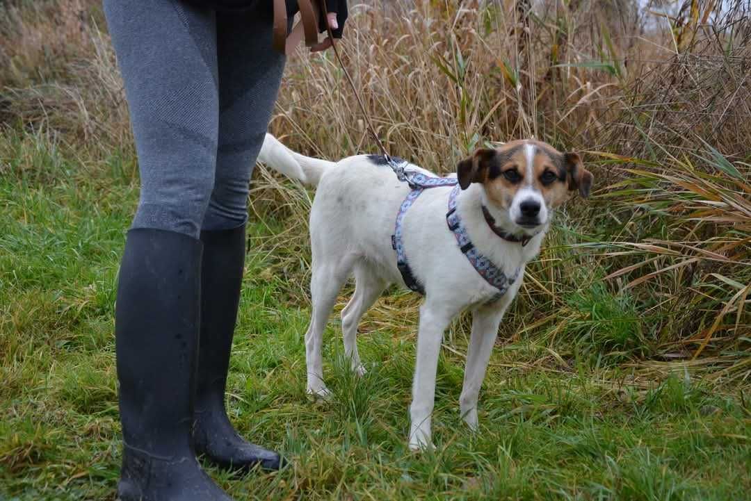 Brodi - uroczy psiak ADOPCJA