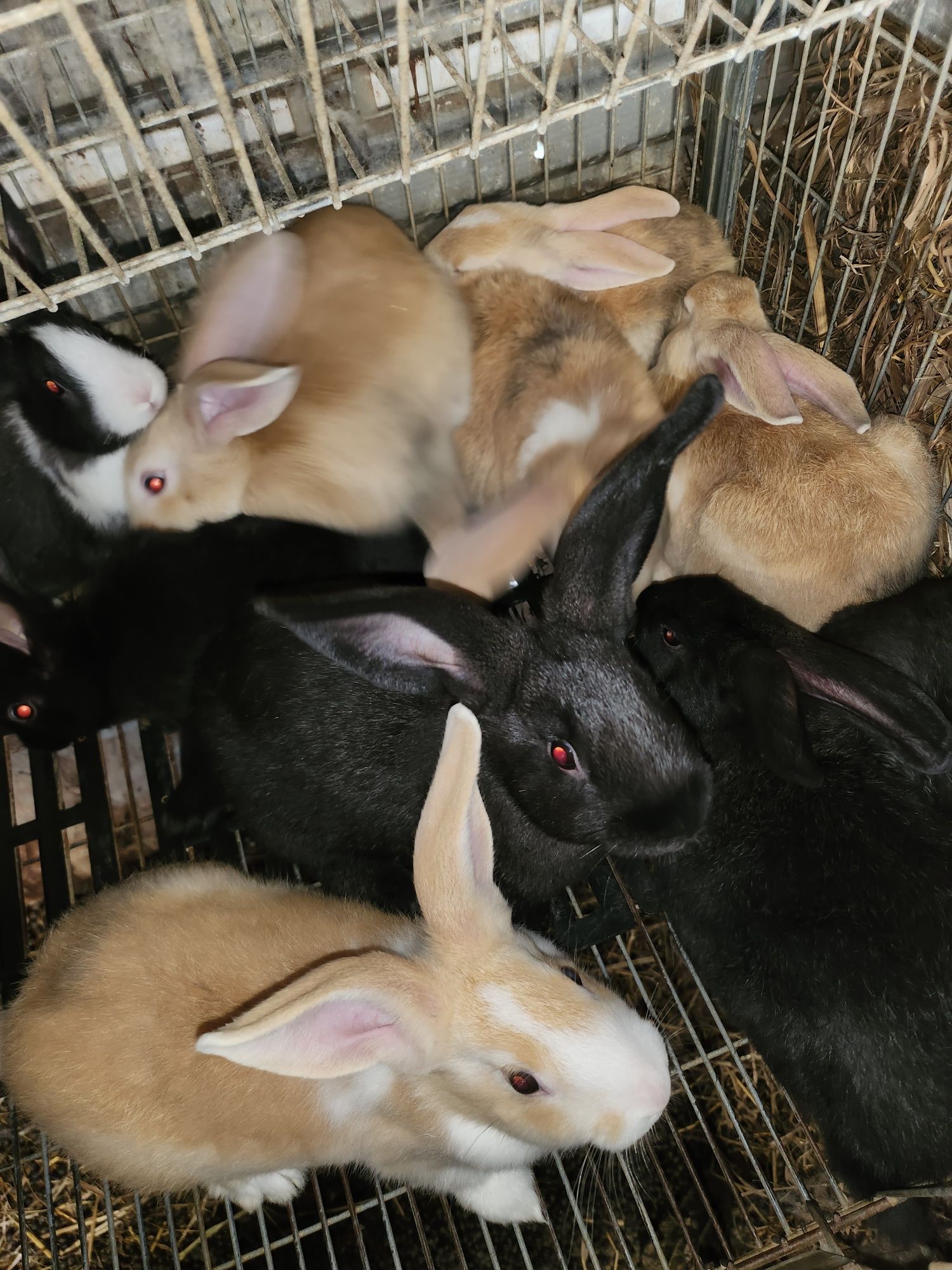 Coelhos para criação