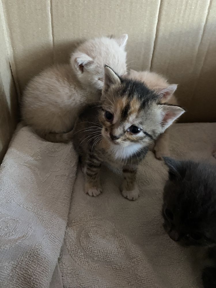 Отдам кошенят,кошек