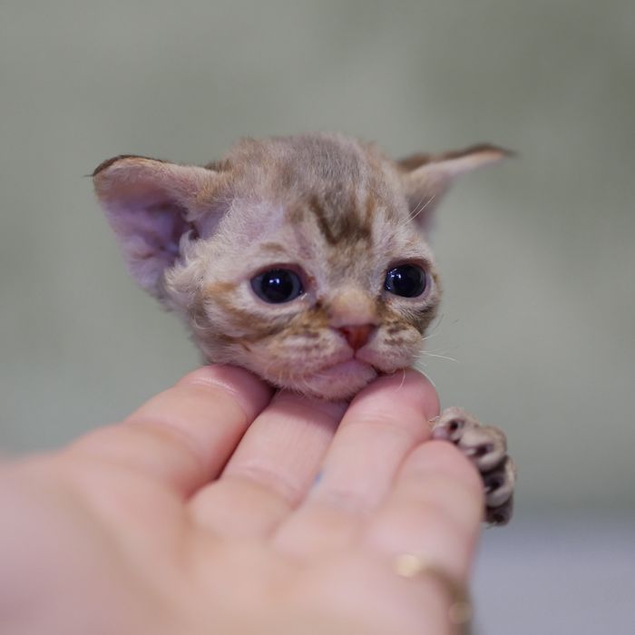 Devon Rex, dziewczynka