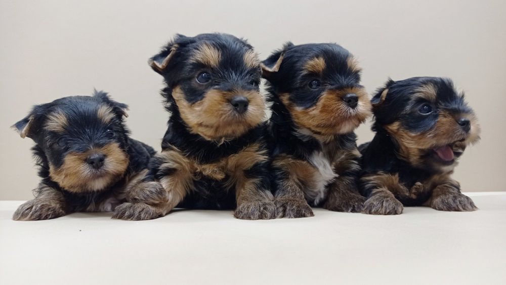 Большая семейка Одесская