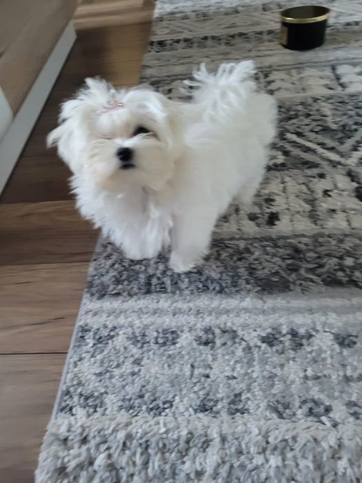 Uroczy MINI szczeniak maltipoo maltanczyk pudel toy