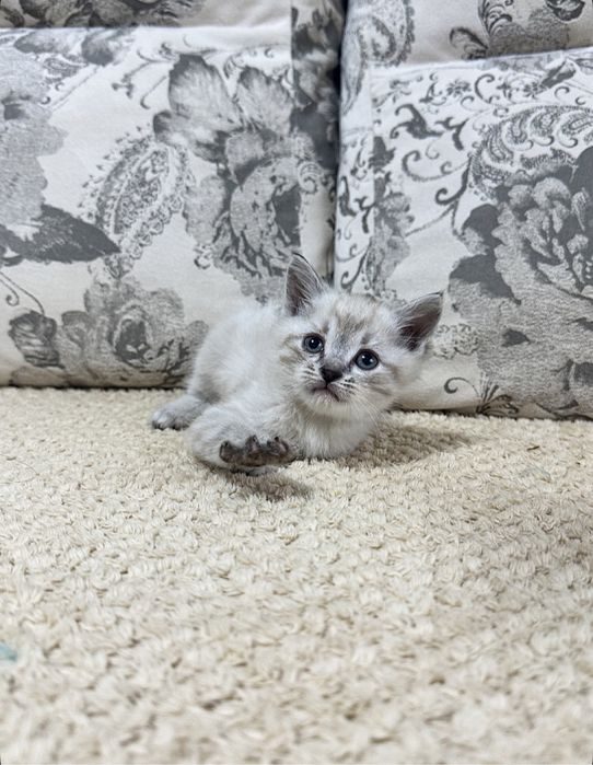 Преданный друг для вашей семьи)