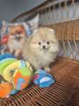 Dziewczinka pomeranian z rodowodem