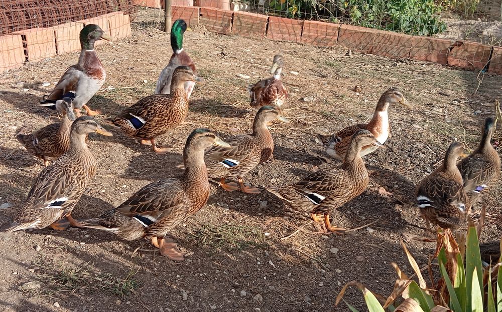 Aves Ornamentais Patos Reais