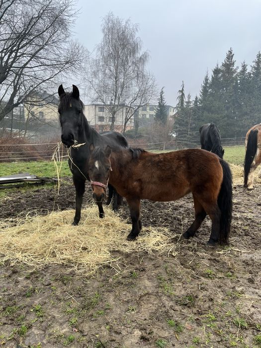 sprzedam dwie klacze