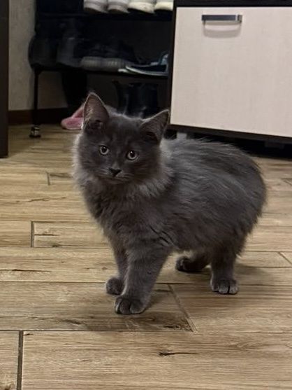 Два хлопчика шукають родину