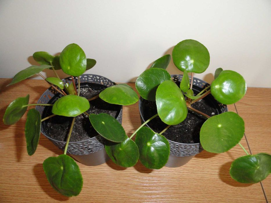 grubosz hobbit pilea - pieniążek kwiat doniczkowy sukulent kaktus