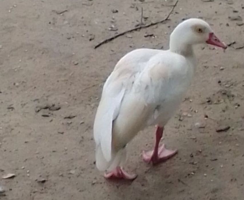 Sprzedam gęsi nilowe ine