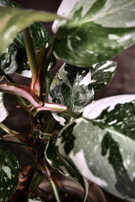 Philodendon White Princess - kolekcjonerski Filodendron / pędówki