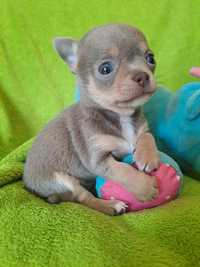 **MORIS** chihuahua piesek xs liliowy do rezerwacji