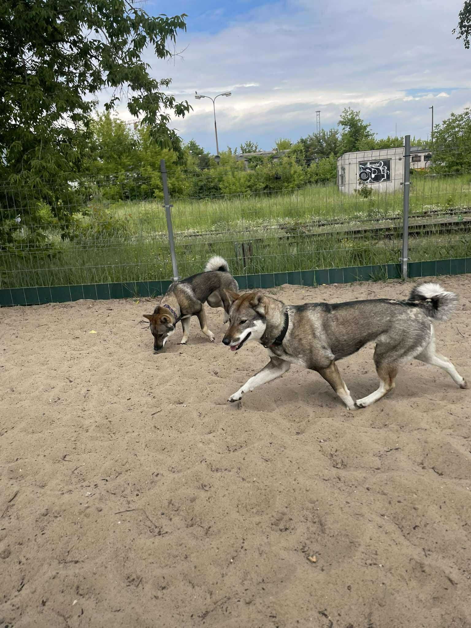 Shikoku ,piękny, japoński dostojny inteligentny pies.