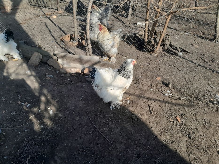 Кури брама світла.