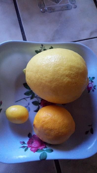 Цитрусовые растения для дома