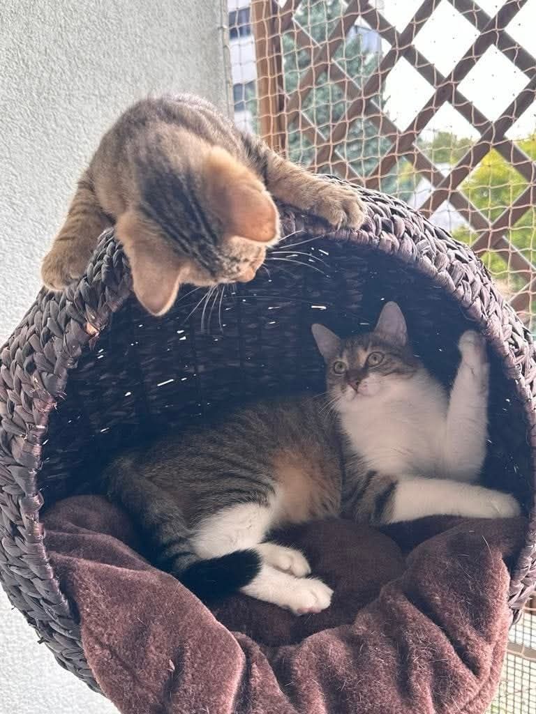 ADOPTUJCIE Bunię i Józka – duet pełen miłości i mruczenia!