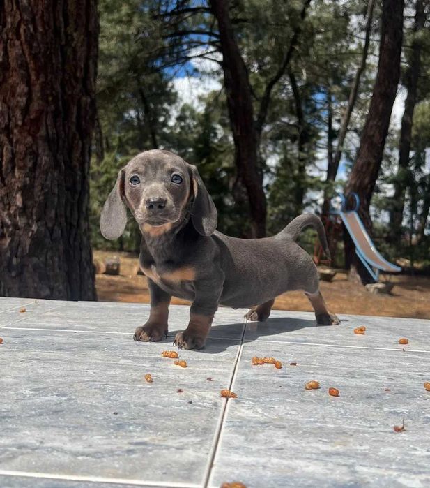 Teckel blue disponível