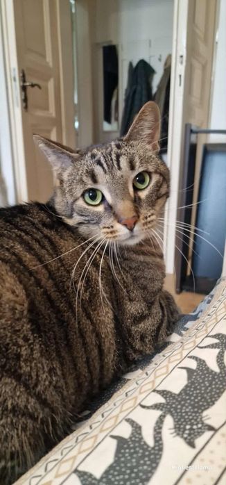 Spokojny dwupak do adopcji