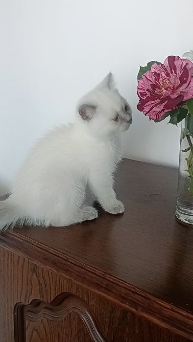 Kocurek brytyjski krótkowłosy