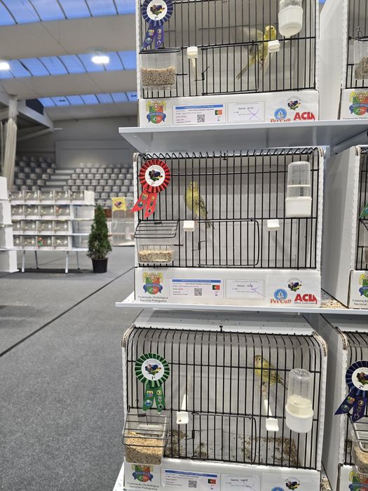 Ágata topázio amarelo intenso e nevado