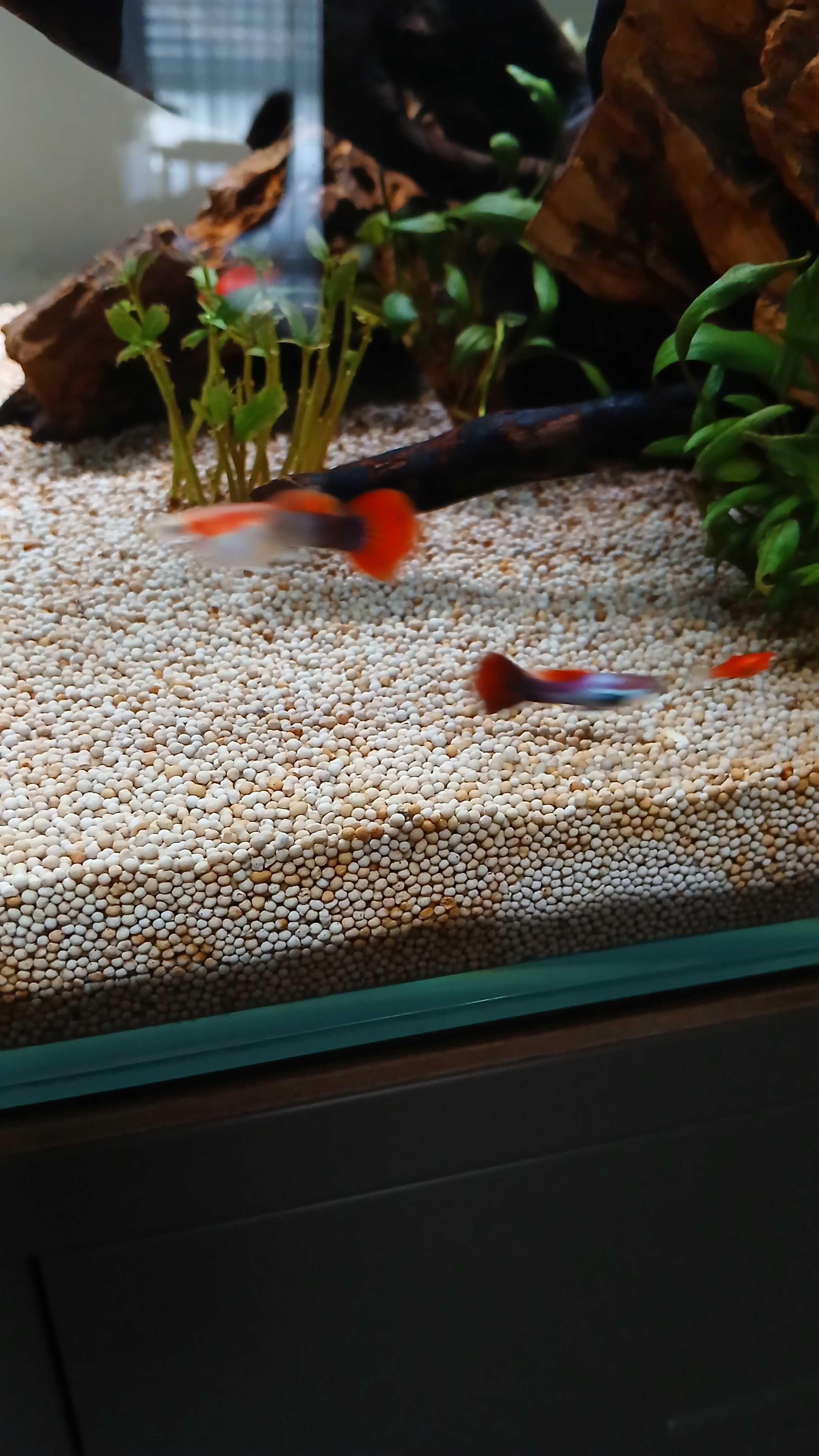 2 guppy macho rabo vermelho