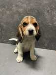 Beagle Tricolor Macho 2 meses