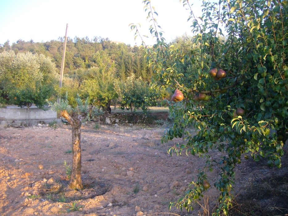 CASA c/ Terraço e c/Terreno, Arvores de Fruto e Olival
