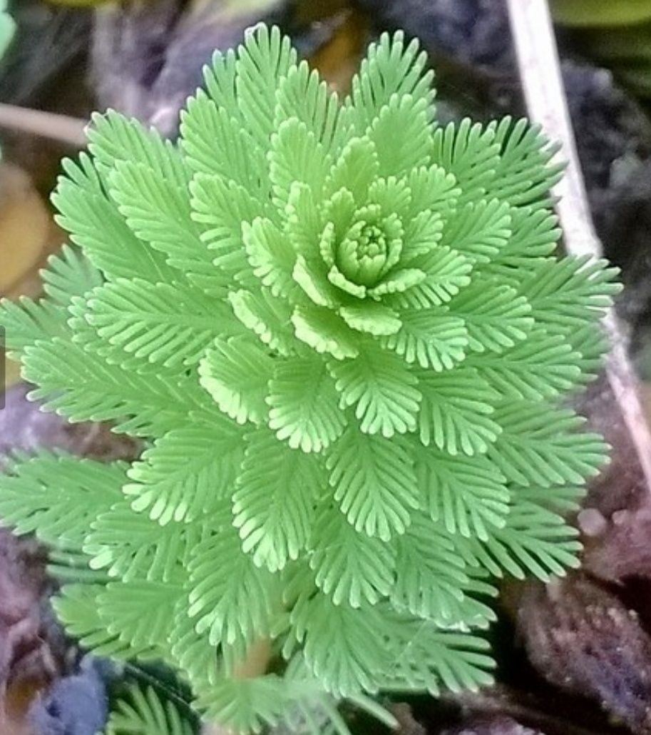 Pinheirinho-da-Água ou Rabo de Raposa (Ceratophyllum)