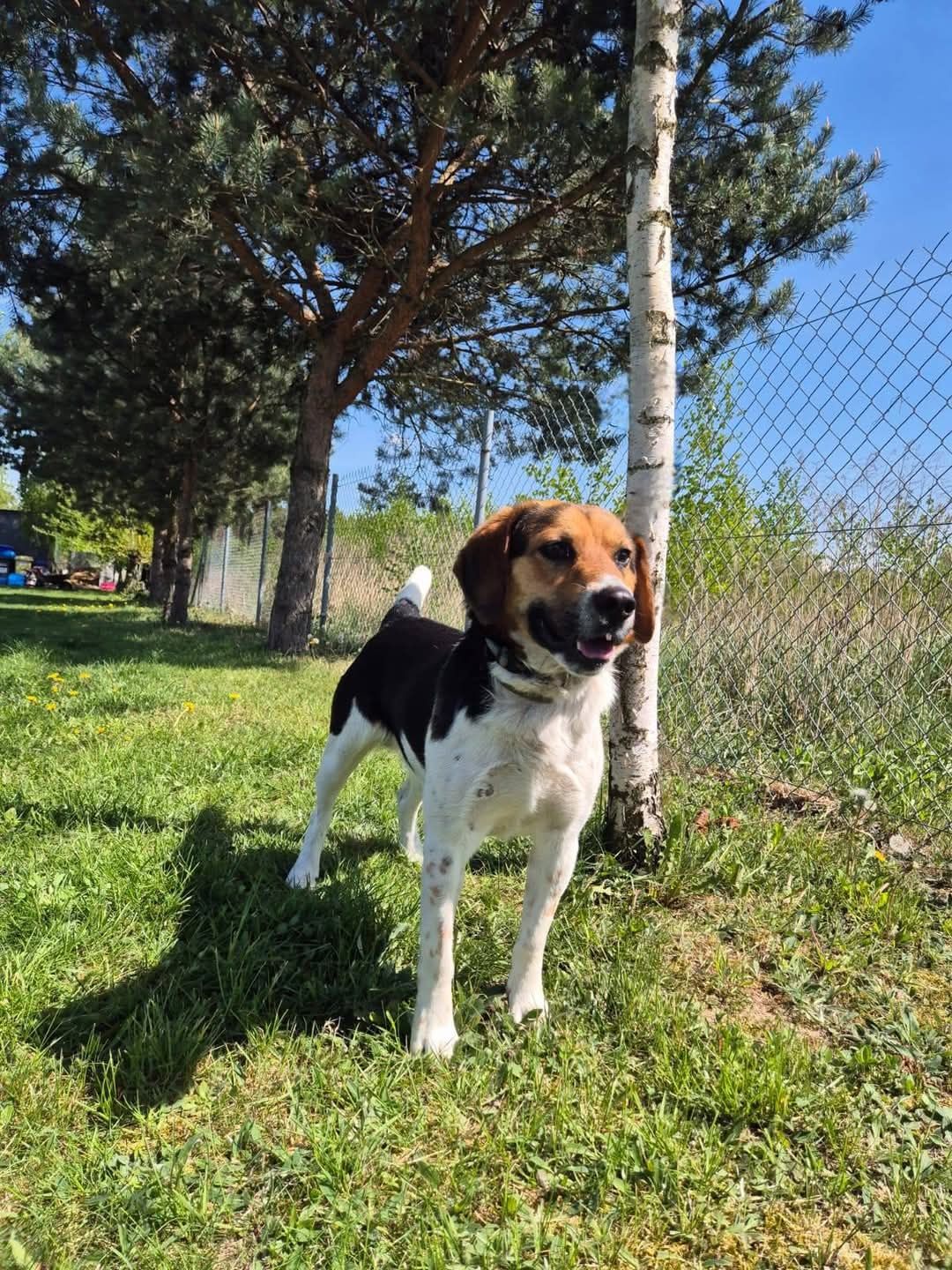 Rico w typie Beagle! Uratuj go przed samotnością dom stały/ tymczas