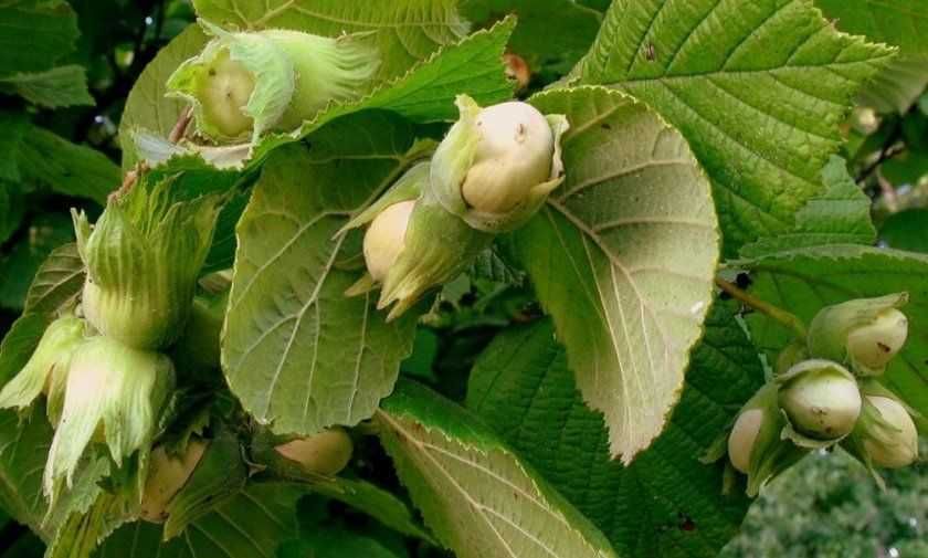 Саженцы Фундука. Лісовий горіх. Фундук Трапезунд