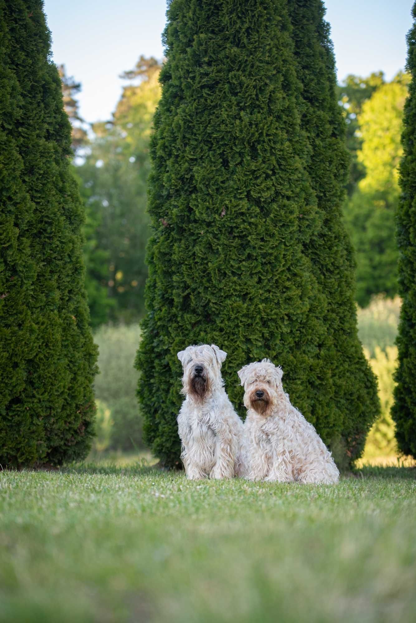 Pszeniczny Terier - Irish Soft Coated Wheaten Terrier