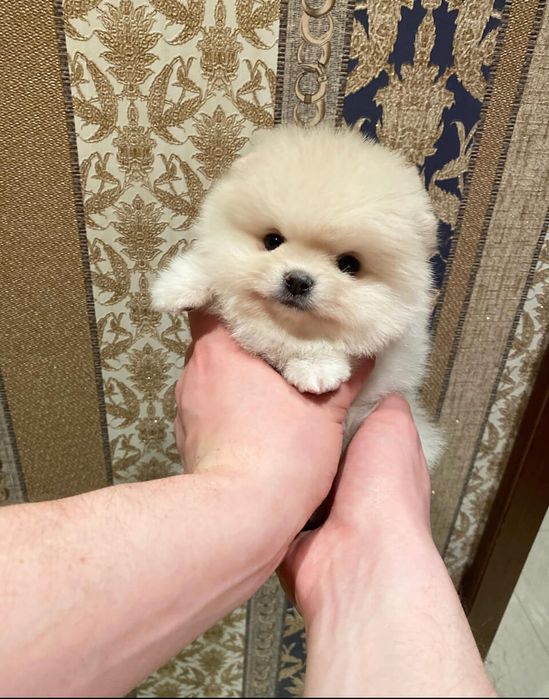 Померанский шпиц мальчики и девочки мишки