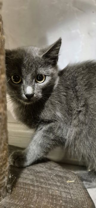 Отдам в добрые руки котят Одесса