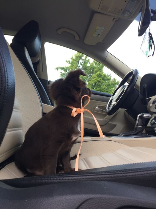 Чіхуа гарнесенький