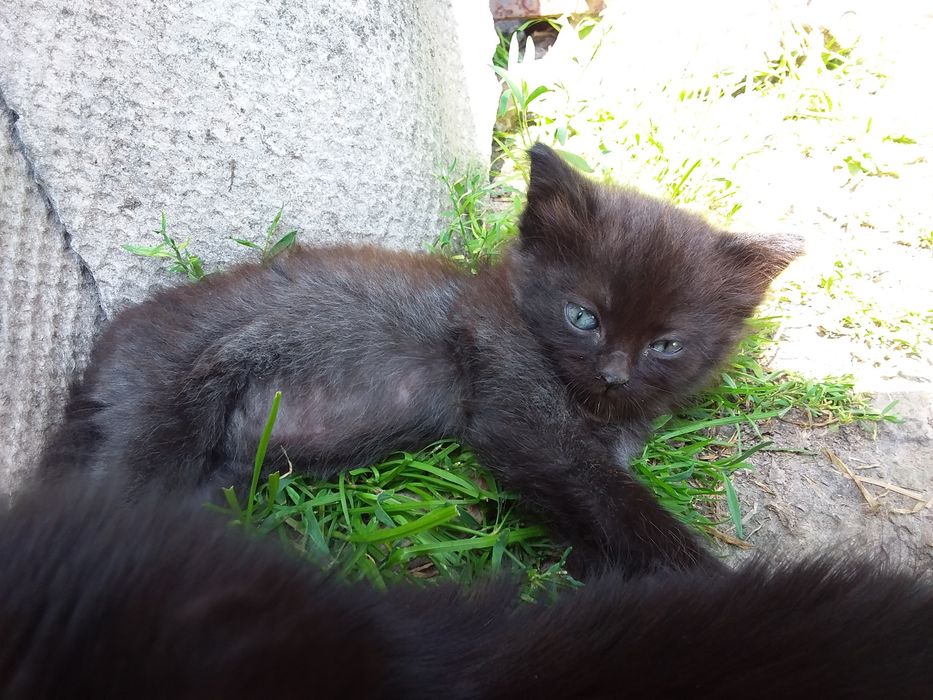 Віддам кошенят безкоштовно