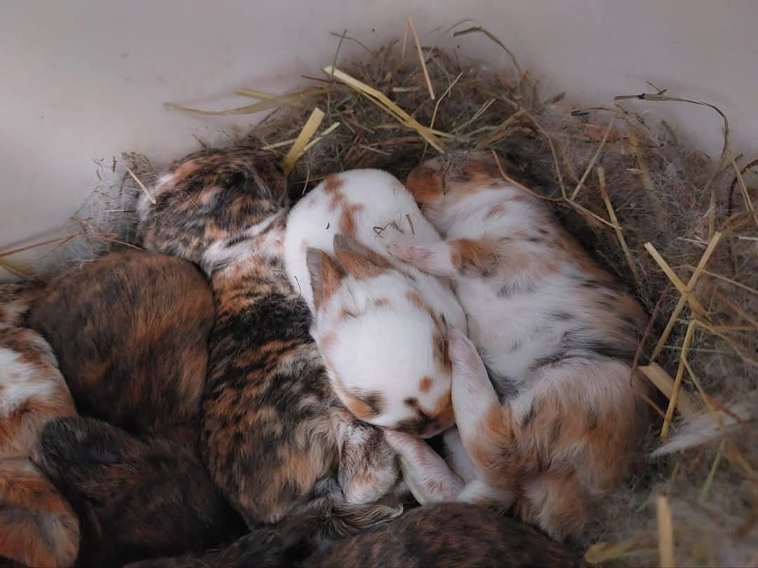 Pluszowy mini rex gepard, trójbarwny, japoński, karzełek, miniaturka