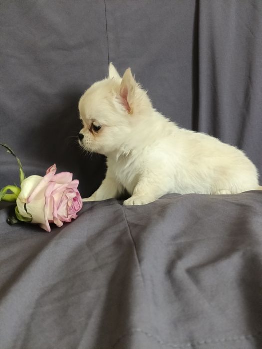 Довгошерстний хлопчик