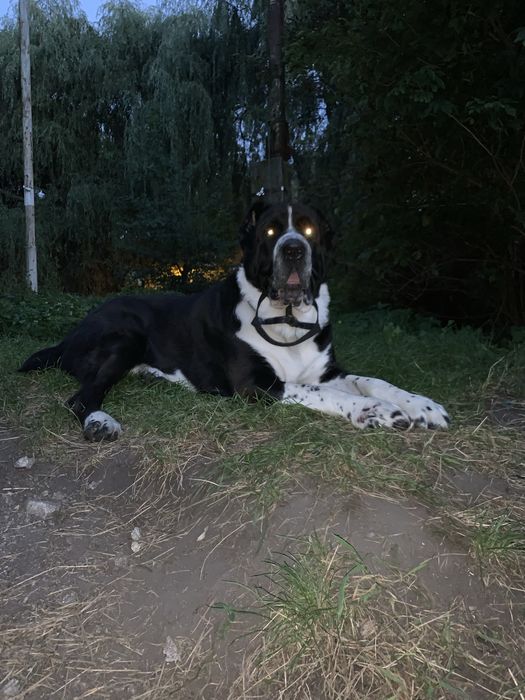 В'язка САВ алабай