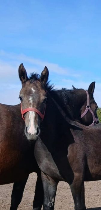 Ogierek śląski ogier siwy z 2025r