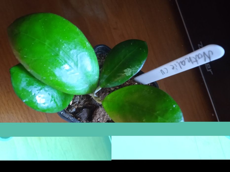 Hoya hoje Nathalie  cv rosną