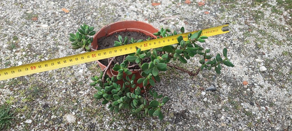 Planta suculenta