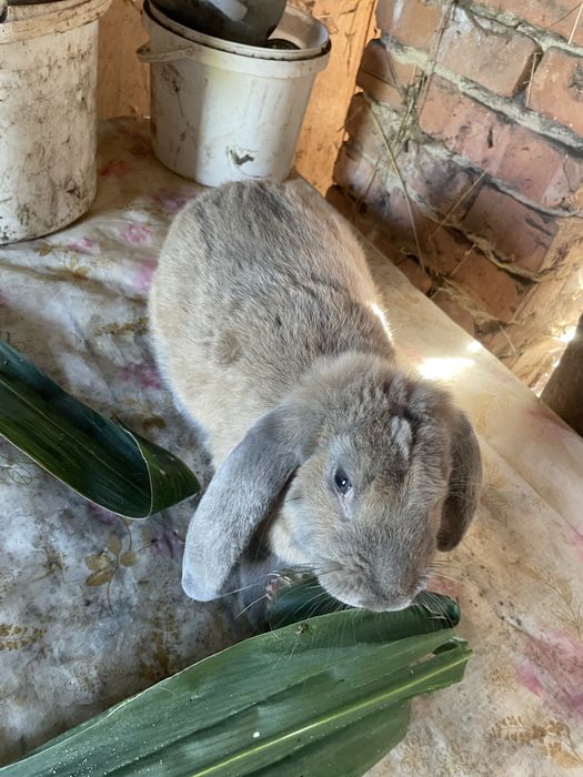 Кролі різних порід і віку