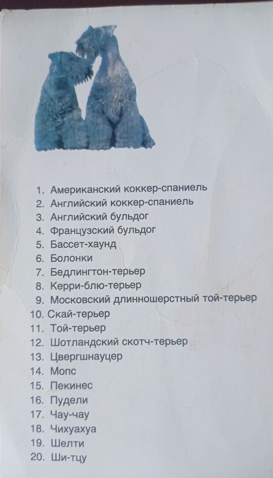 Открытки чистые с собаками и другие животные