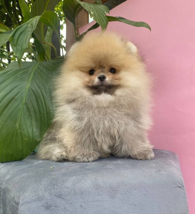 Мальчик красавчик vip