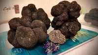 Трюфель Італія чорний свіжий, гриб черный, Tuber Melanosporum