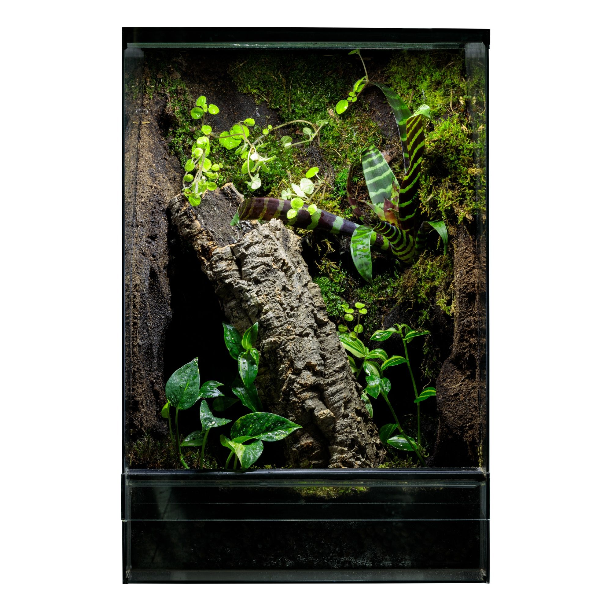 Terrarium tropikalne 40x40x60