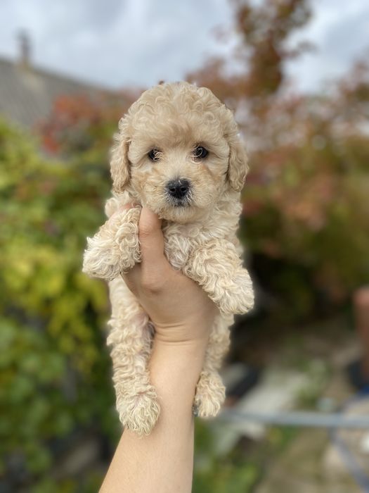 ‼️ Кукольная девочка Мальтипу — живая нежность